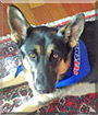 Caddo the German Shepherd Dog