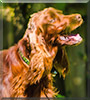 Shannon the Irish Setter