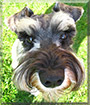 Jack the Miniature Schnauzer