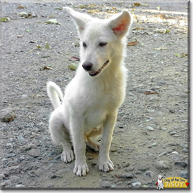 Tisoy, the Dog of the Day