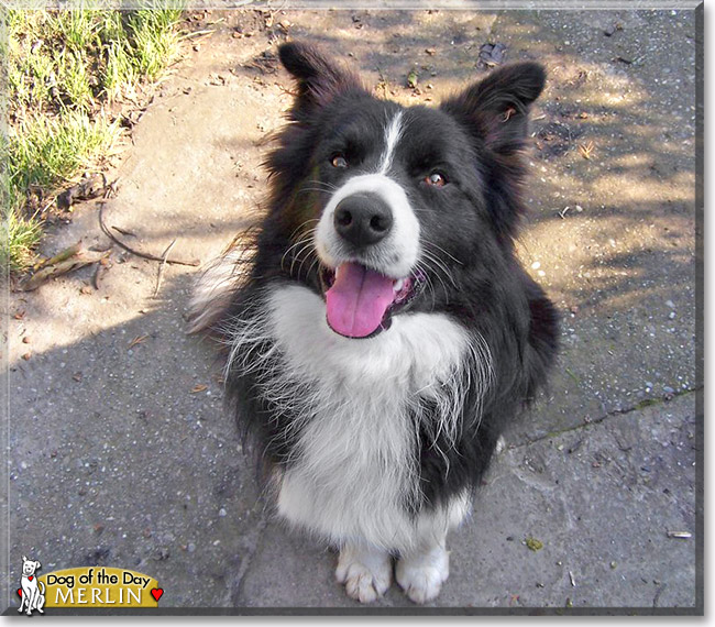 Merlin, the Dog of the Day