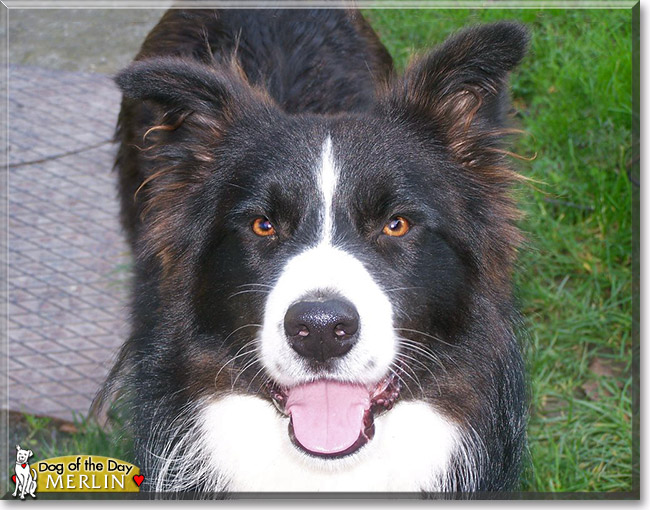 Merlin, the Dog of the Day