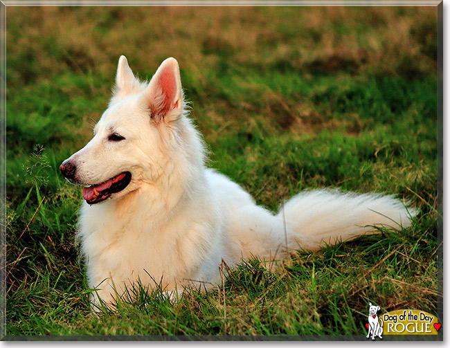 Rogue, the Dog of the Day