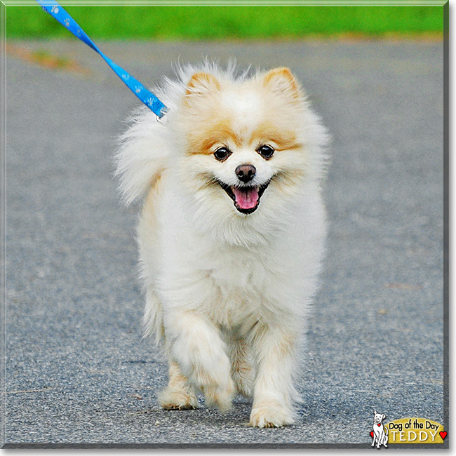 Teddy, the Dog of the Day