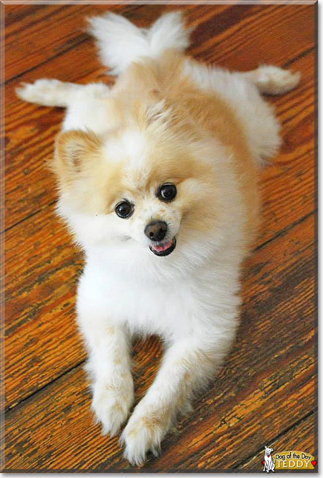 teddy the pomeranian