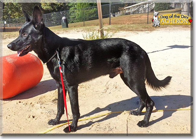 Acheron Apostolos, the Dog of the Day