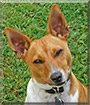 Jack the Jack Russell Terrier mix