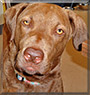 Sadie the Chesapeake Bay Retriever