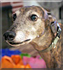 Whiskey the Greyhound