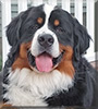 Billy Boy the Bernese Mountain Dog