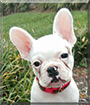 Merci the French Bulldog