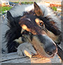 Jewel the Rough Collie