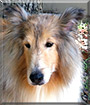 Ben Hur the Shetland Sheepdog