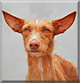 Meadow the Podenco Ibicenco