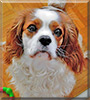 Brixy the Cavalier King Charles Spaniel