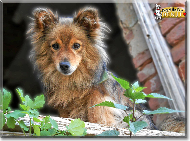 Benji, the Dog of the Day