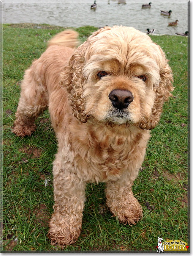 Lordy, the Dog of the Day