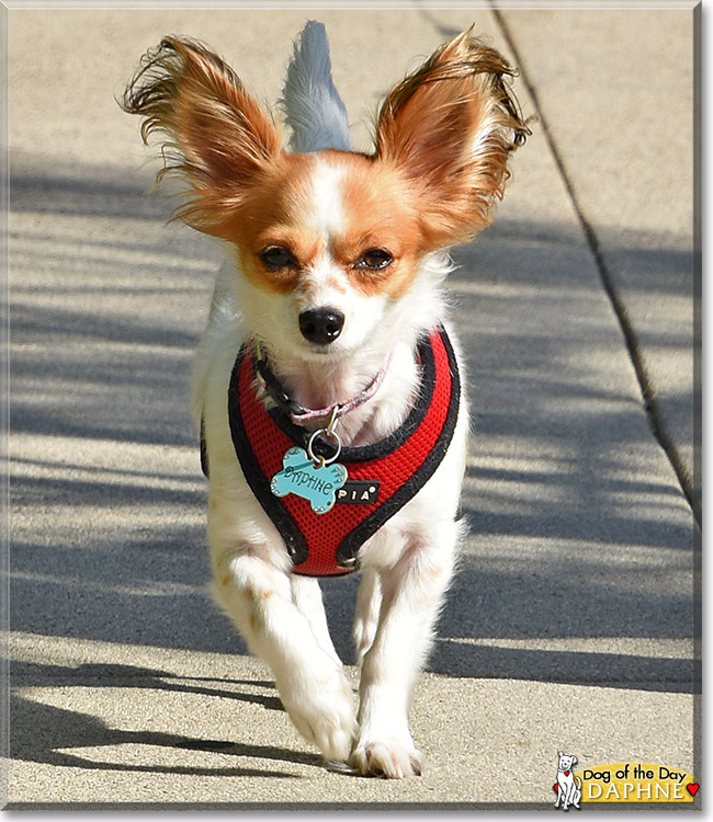 Daphne, the Dog of the Day