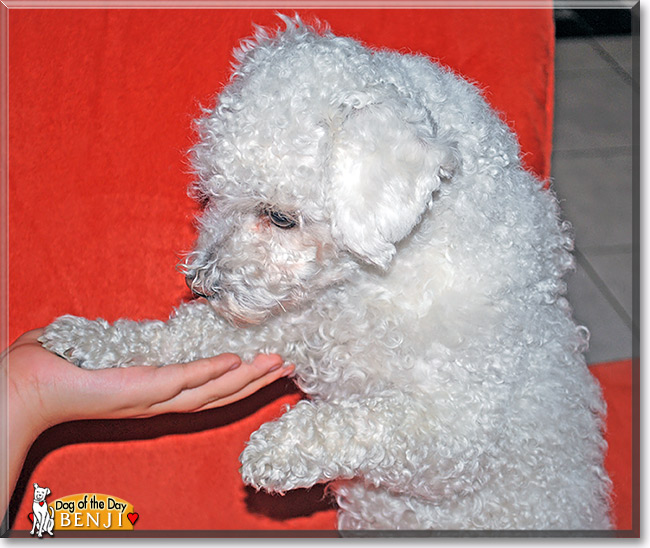 Benji, the Dog of the Day