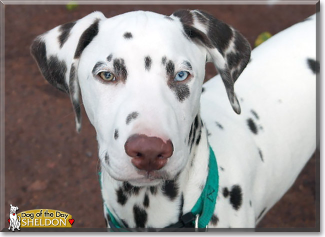 Sheldon, the Dog of the Day