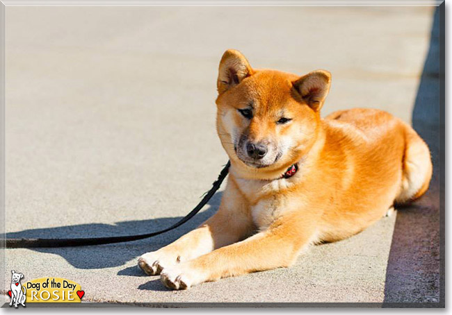 Rosie, the Dog of the Day