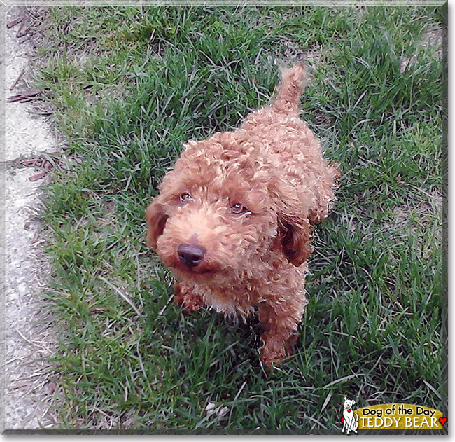 Teddy Bear, the Dog of the Day