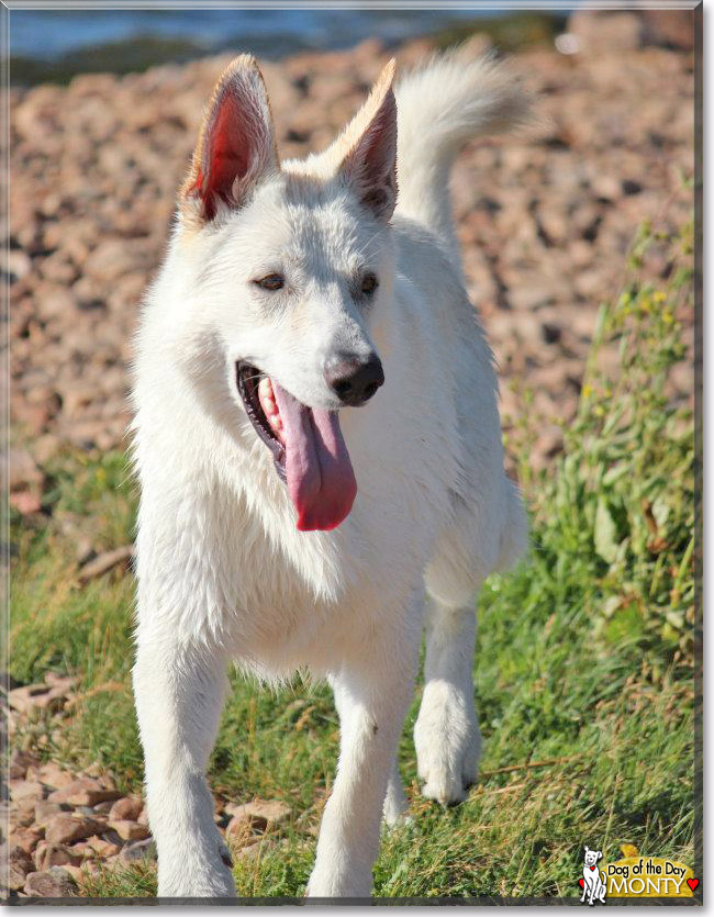 Monty, the Dog of the Day