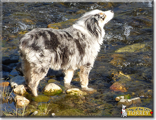 Torrey, the Dog of the Day