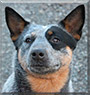 Ice the Australian Cattle Dog