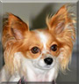 Daphne the Papillon mix