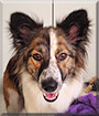 Annie Belle the Border Collie, German Shepherd Dog