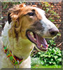 Fiska the Russian Borzoi