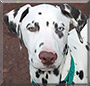 Sheldon the Dalmatian