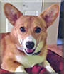 Barney the Pembroke Welsh Corgi