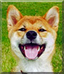 Rosie the Shiba Inu