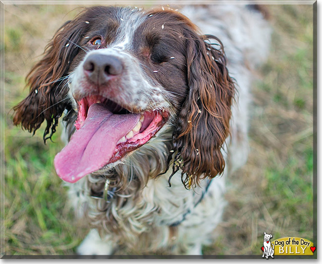 Billy, the Dog of the Day