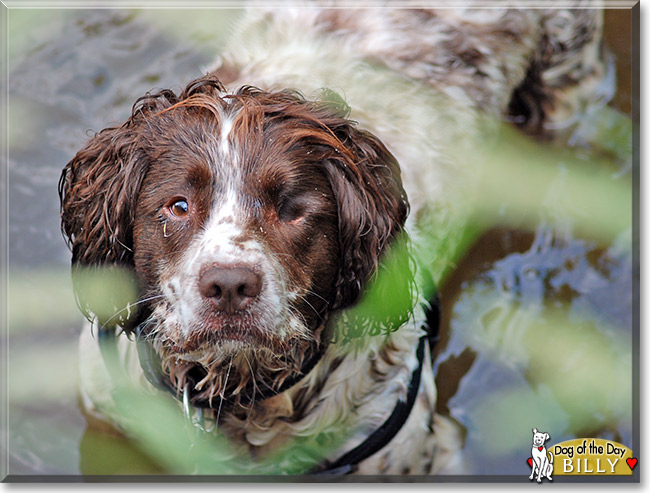 Billy, the Dog of the Day