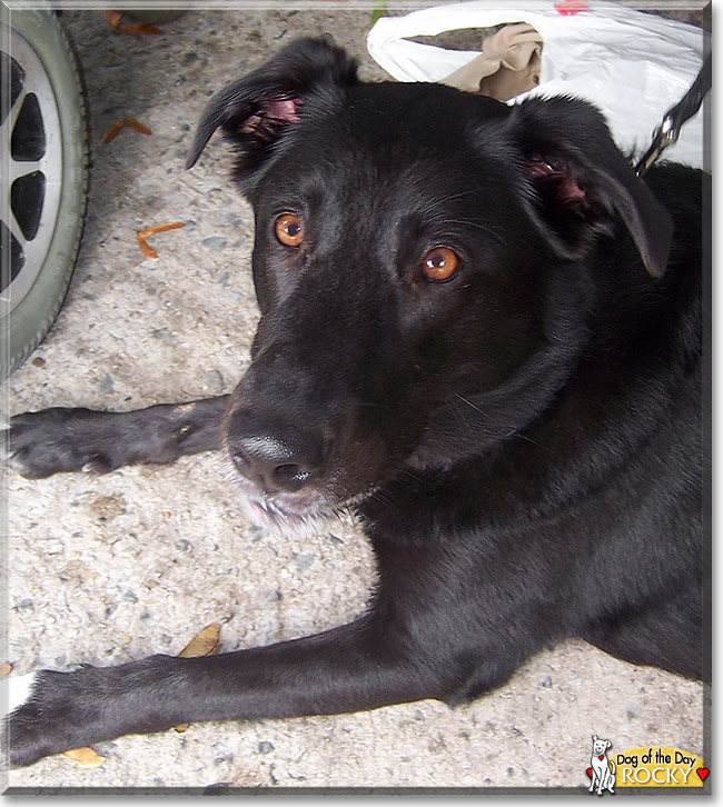 Rocky, the Dog of the Day