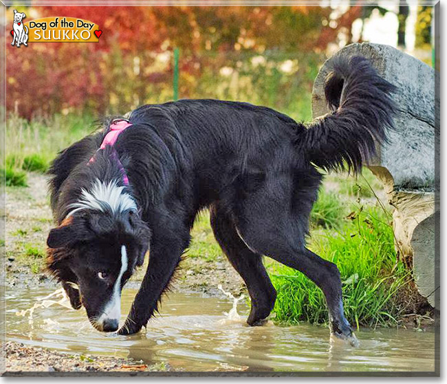 Suukko, the Dog of the Day