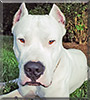 Rayden the Dogo Argentino