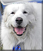 Seraph the Great Pyrenees