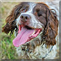 Billy the English Springer Spaniel