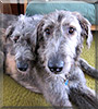 Cian, Clare the Irish Wolfhound