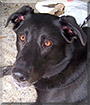 Rocky the Labrador, Border Collie