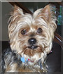 Sammy the Yorkshire terrier