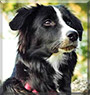 Suukko the Border Collie mix