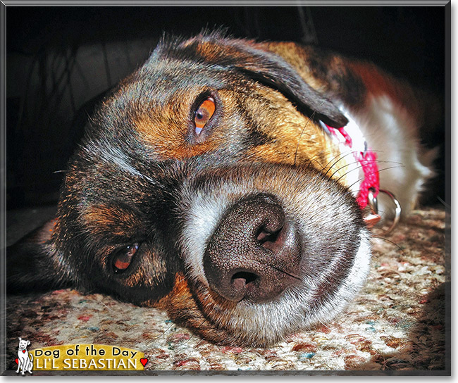 Li'l Sebastian, the Dog of the Day