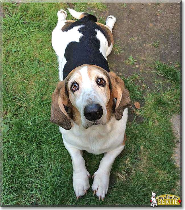 Bertie, the Dog of the Day