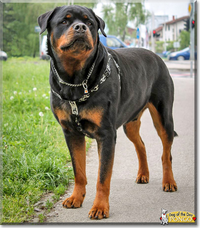 Pongo, the Dog of the Day