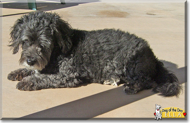 Lhasa apso sale schnauzer